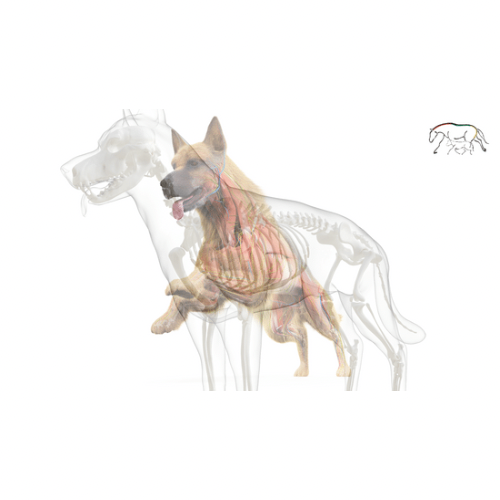 Anatomie beim Hund - VideoLernen - Serie 1 - Schulter