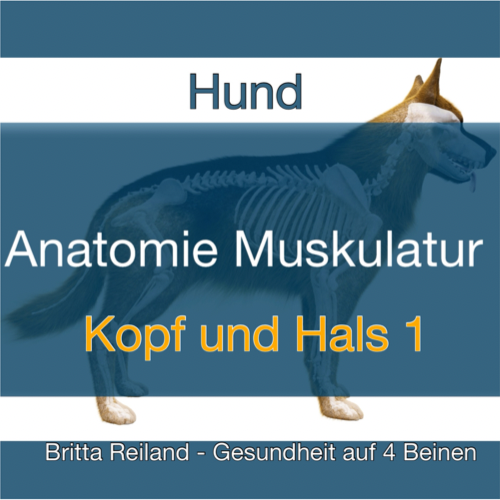 Anatomie beim Hund - VideoLernen - Serie 8 - Kopf und Hals 1