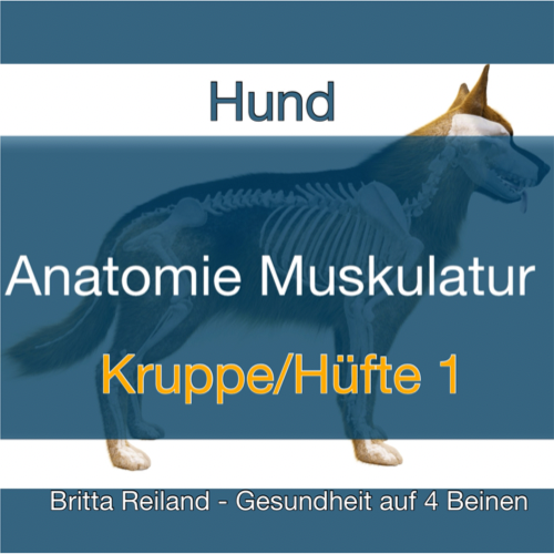 Anatomie beim Hund - VideoLernen - Serie 12 - Kruppe/Hüfte 1