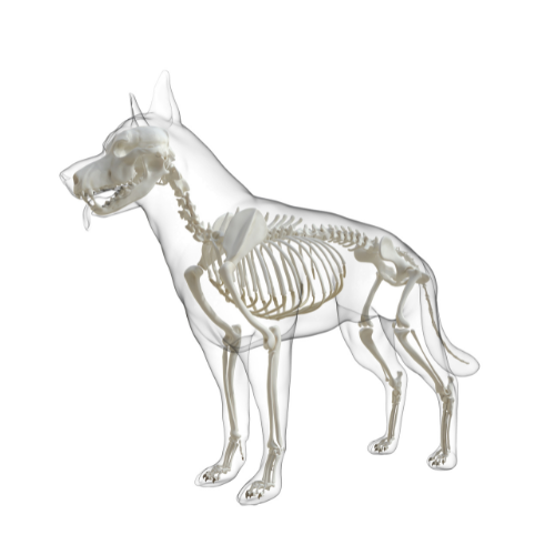 Anatomie beim Hund - VideoLernen - Serie 11 - Rücken 2