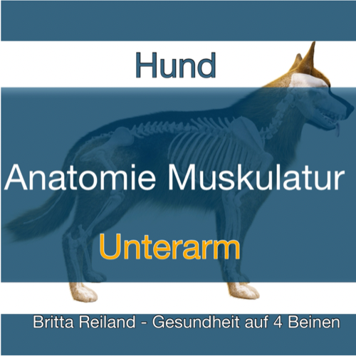 Anatomie beim Hund - VideoLernen - Serie 15 - Unterarm