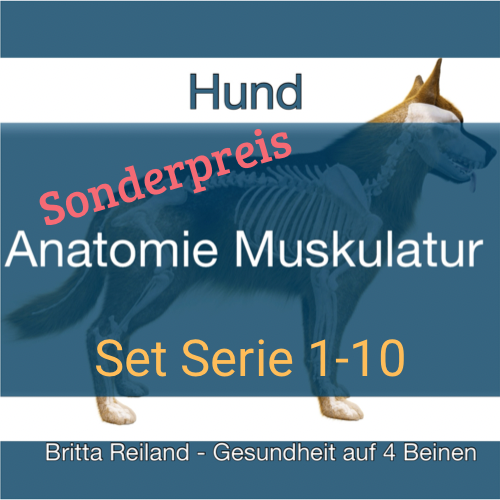 Anatomie beim Hund - VideoLernen - SET - Serie 1- 10