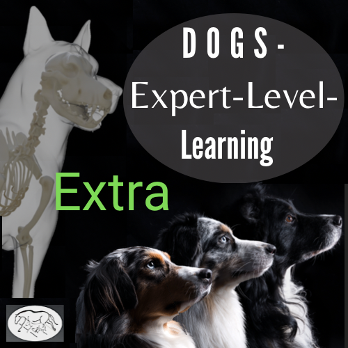 Exterieur - Spezial (Sporthunde im Fokus)